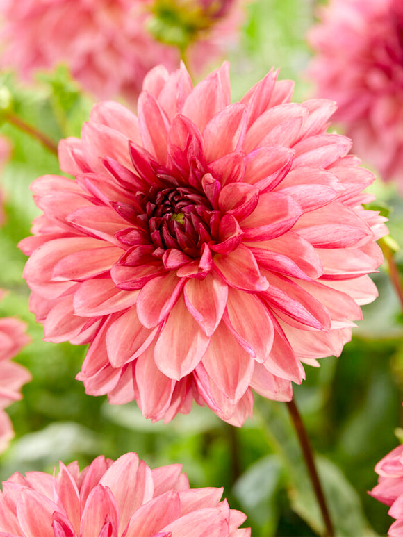 Dahlia 'Bacardi' is a decorative dahlia variety