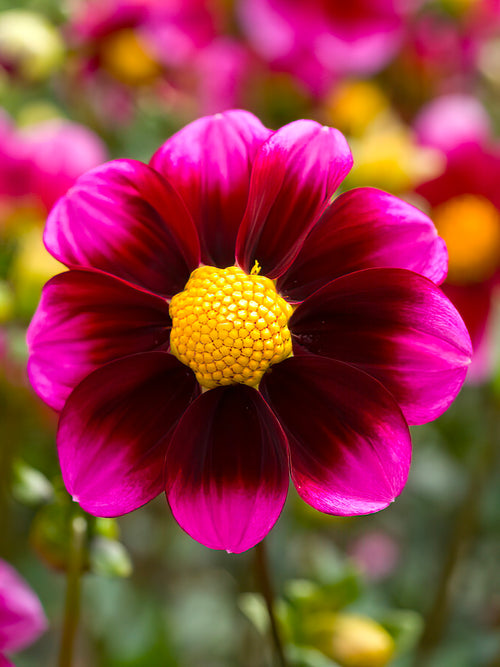 Dahlia Bashful
