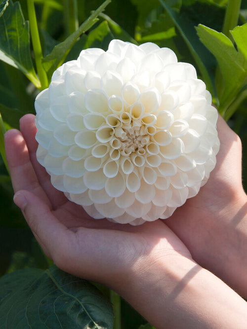 Dahlia Boom Boom White