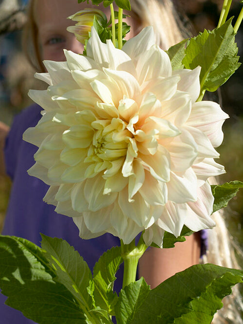 Dahlia Break Out