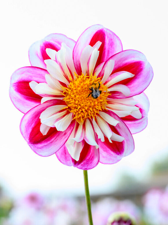 Dahlia Bumble Rumble