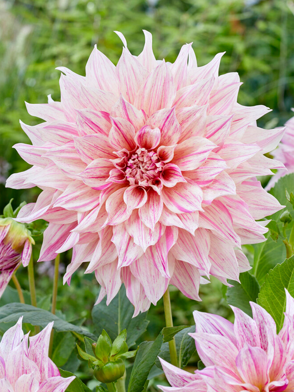 dahlia seeds cafe au lait 2 Dahlia Tubers