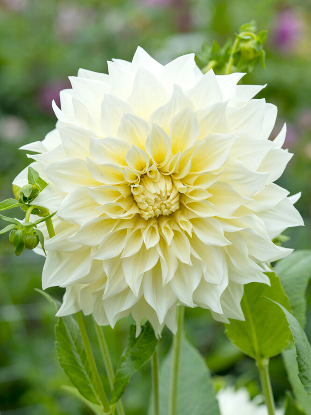 Dahlia Café Au Lait Supreme Tubers, White - 2 Tubers