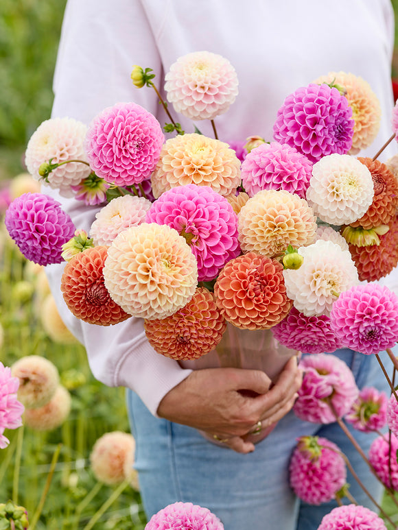 Dahlia Candy Ball Collection