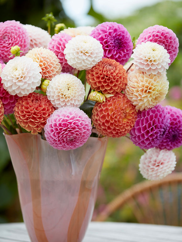 Dahlia Candy Ball Collection