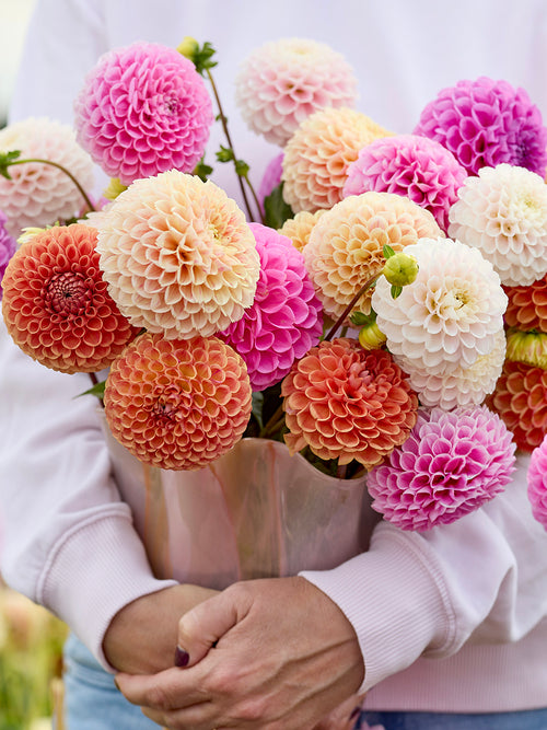 Dahlia Candy Ball Collection