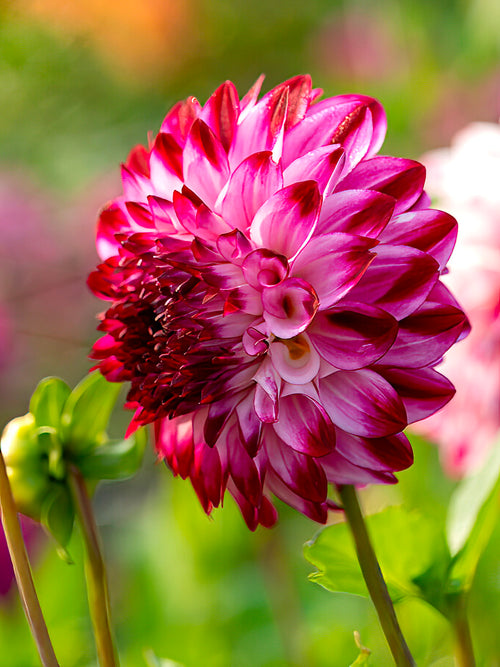 Dahlia Caproz Pizzazz
