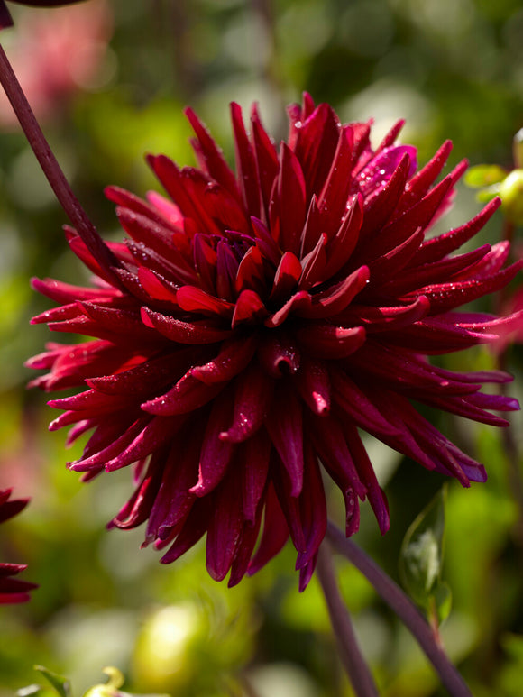 Dahlia Chat Noir