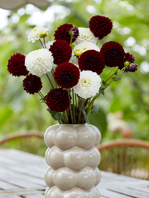 Dahlia Classic Contrast Collection