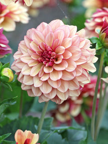Dahlia Crème de Cognac
