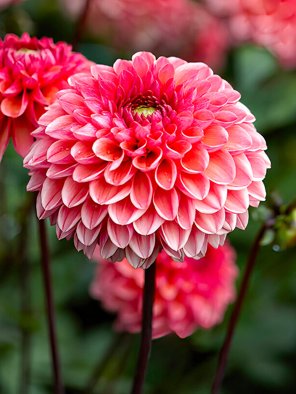 Dahlia Daisy Duke
