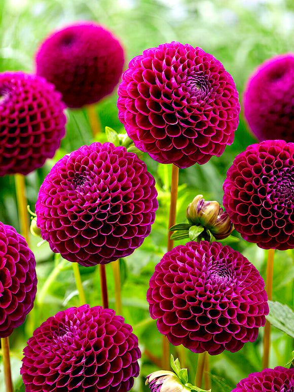 Dahlia Downham Royal