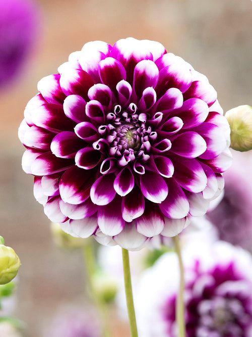 Dahlia Edinburgh for Spring Planting