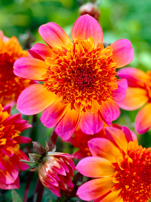 Dahlia Floorinoor