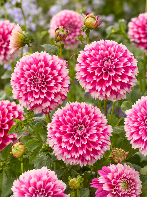 Dahlia Fuzzy Wuzzy