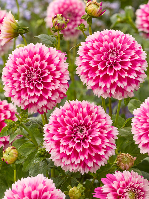 Dahlia Fuzzy Wuzzy