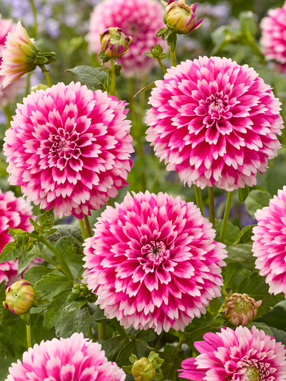 Dahlia Fuzzy Wuzzy