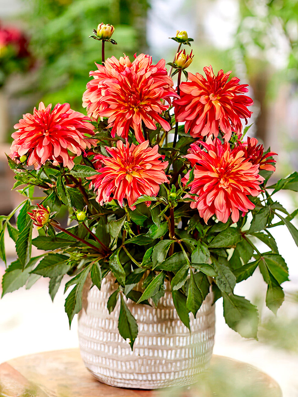 plant dahlias in pots 2 Dahlia Tubers