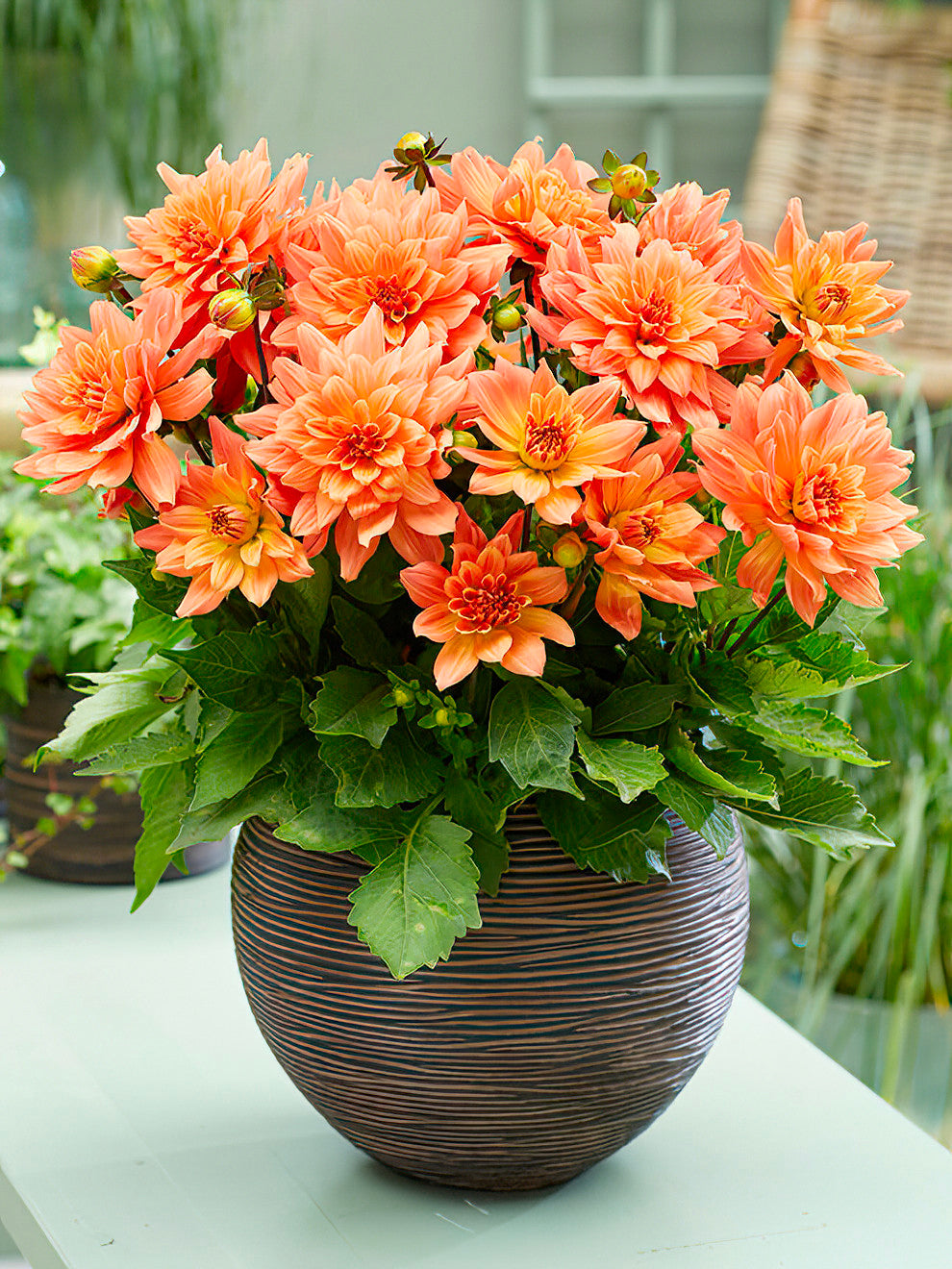 dahlia pot plant 2 Dahlia Tubers