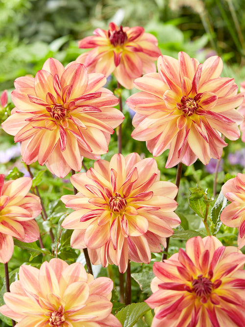 Dahlia Happy Butterfly