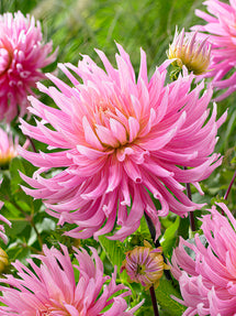 Dahlia Hollyhill Cotton Candy