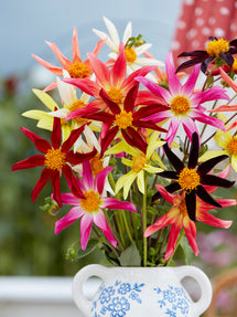 Dahlia Honka Harmony Collection