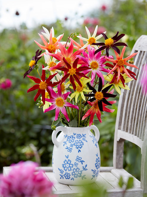 Dahlia Honka Harmony Collection