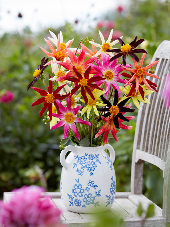 Dahlia Honka Harmony Collection