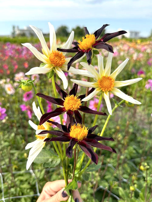 Dahlia Honka Mix Black and White