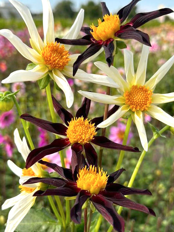 Dahlia Honka Mix