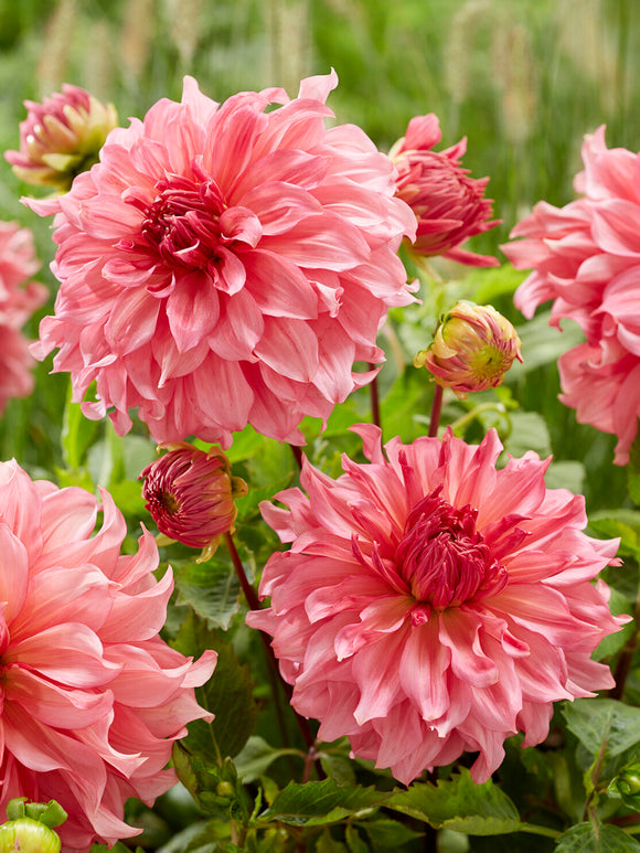 Dahlia Islander