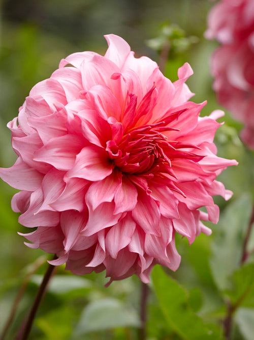Dahlia Islander