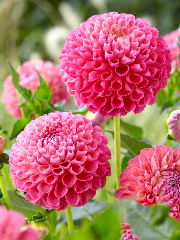 Buy Dahlia Jowey Frambo Tubers