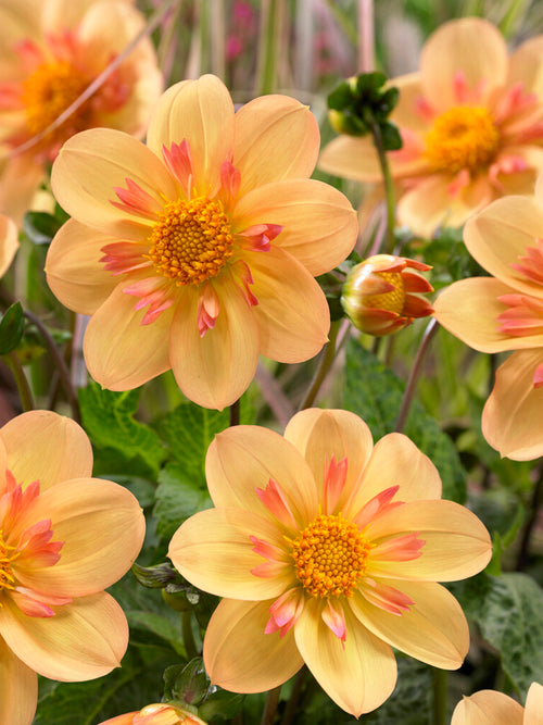 Dahlia Kelsey Annie Joy