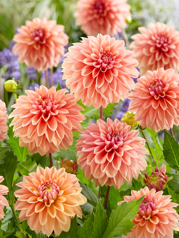 Dahlia Kick Off