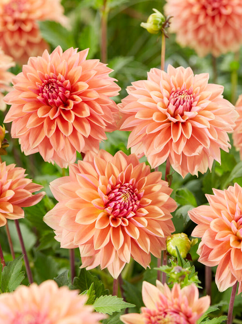 Dahlia Kick Off