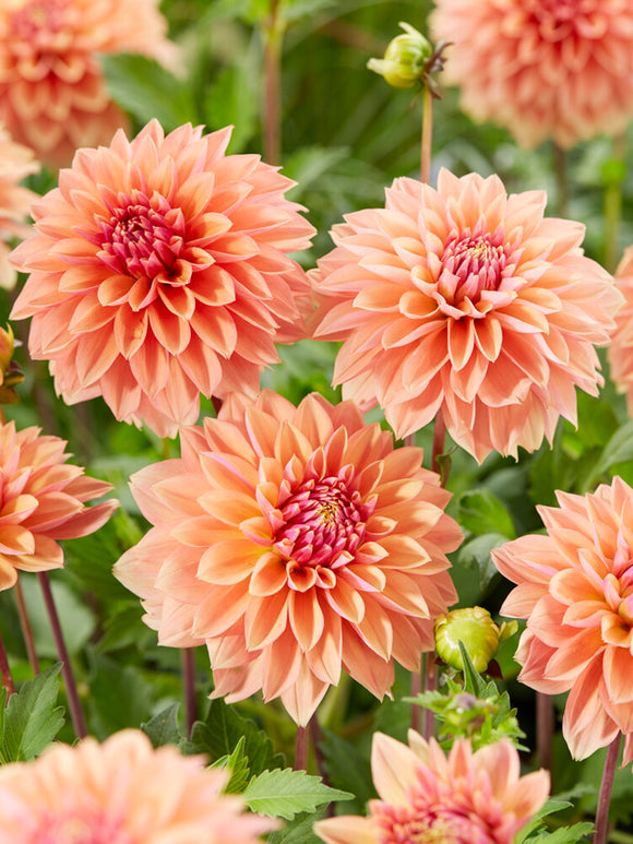 Dahlia Kick Off