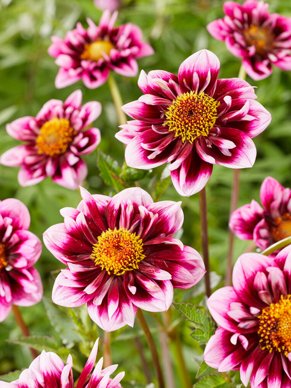 Dahlia Liquid Desire