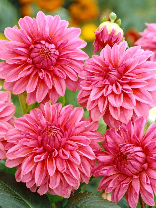 Sale shop Dahlia Lucky Number Tubers