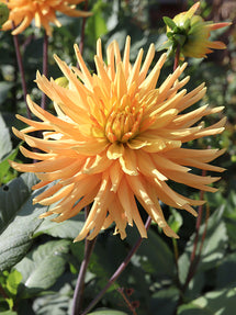 Dahlia Ludwig Helfert