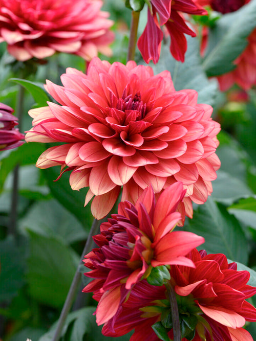 Dahlia Missis Miley