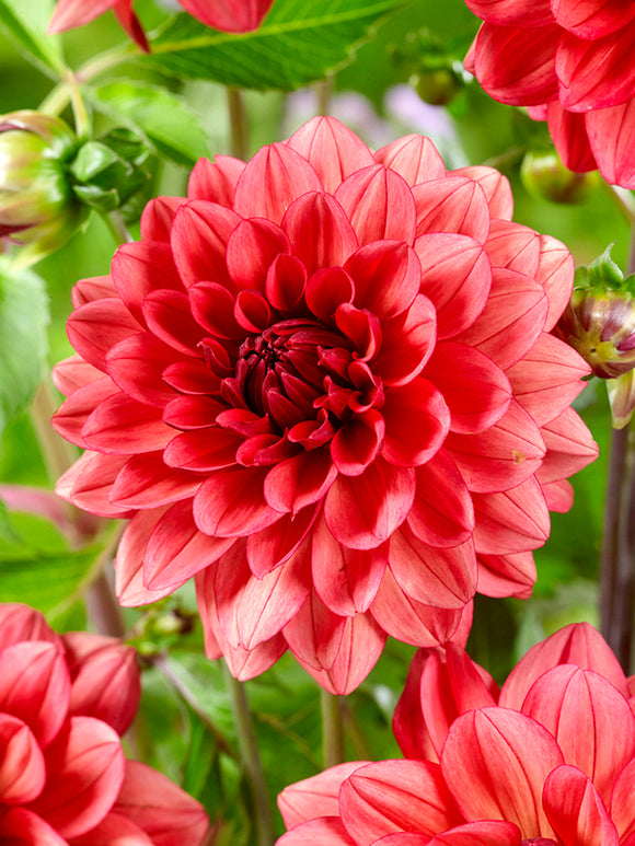 Dahlia Missis Miley