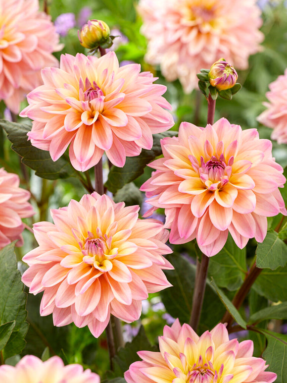 Buy Dahlia Mondriaan Tubers