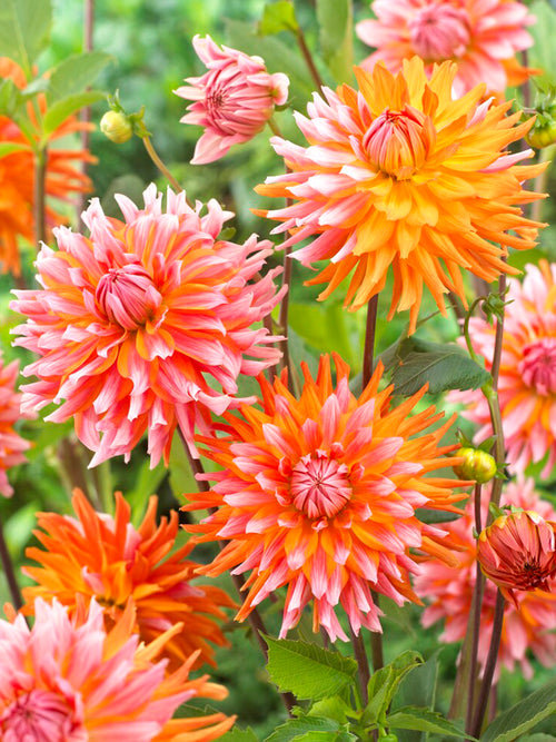 Dahlia Orange Turmoil
