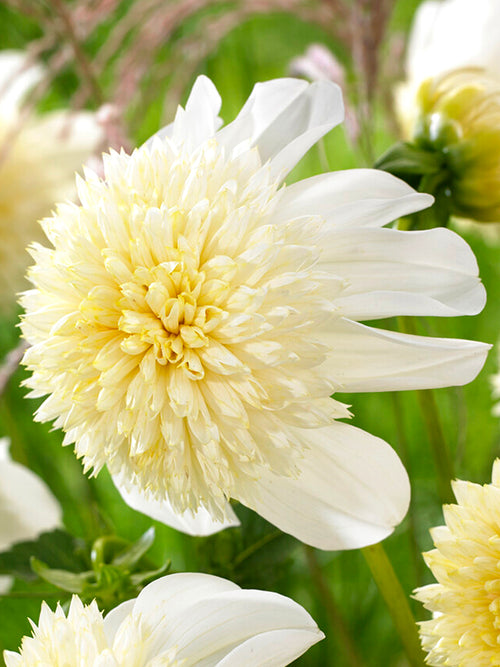 Dahlia Platinum Blonde
