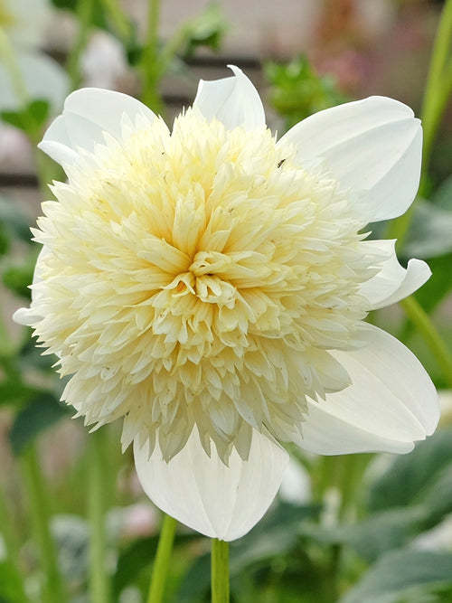 Dahlia Platinum Blonde