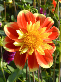 Dahlia Pooh