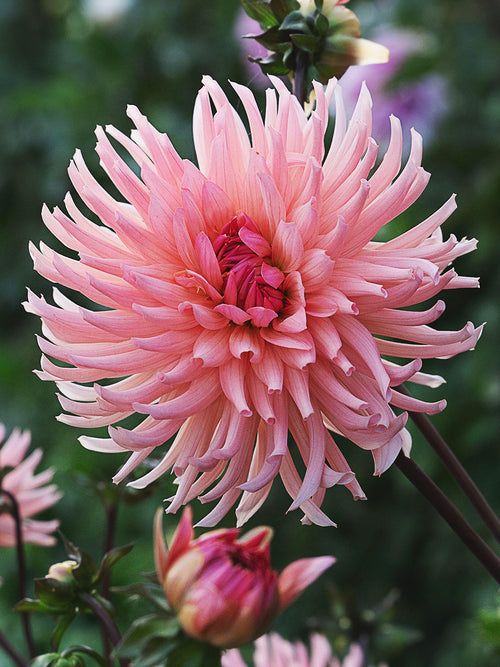 Dahlia Preference