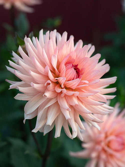 Dahlia Preference