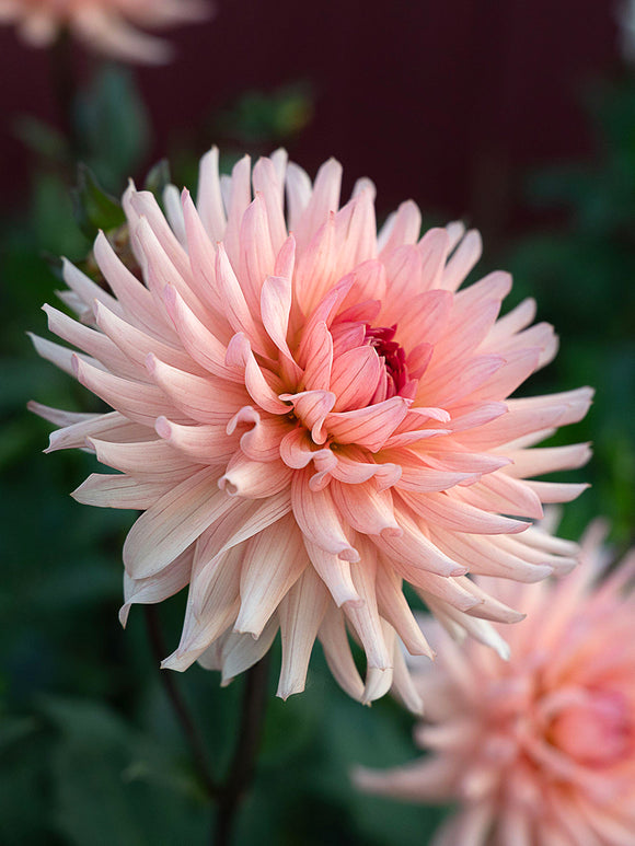 Dahlia Preference